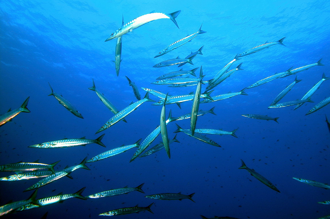 Barracuda al Circeo Sphyraena viridensis